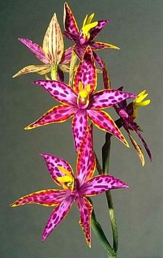 three purple and yellow flowers with green stems in front of a gray background, close up