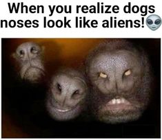 an image of three monkeys looking at the camera with caption that reads, when you realize dogs whose look like aliens?