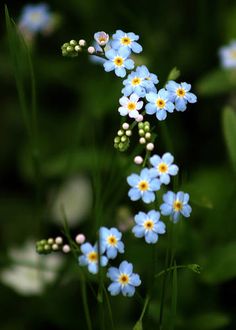 small blue flowers are growing in the grass