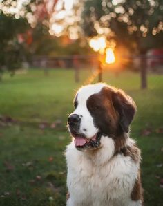 a brown and white dog sitting on top of a lush green field