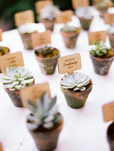 there are many small succulents that are on the table with place cards