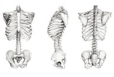 three different views of the human skeleton