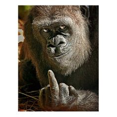 a gorilla is pointing at something with his finger in it's mouth and the other hand on its chin