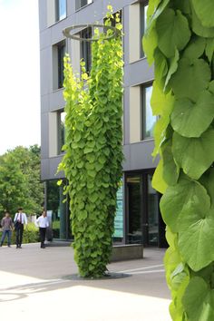 two tall green plants on the side of a building with people walking by them and some buildings in the background