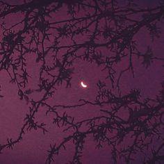 the moon is seen through the branches of a tree on a foggy night in this photo