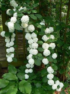 white flowers growing on the side of a wooden bench in front of green leaves and shrubbery