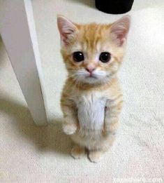 an orange and white kitten sitting on the floor