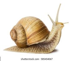 a snail is sitting on top of another snail