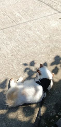 a white and brown dog laying on top of a cement floor next to a motorcycle