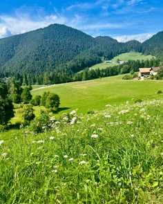 a lush green field with lots of white flowers in the foreground and mountains in the background