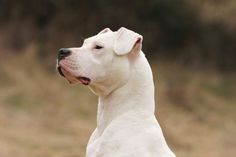 a white dog sitting on top of a grass covered field