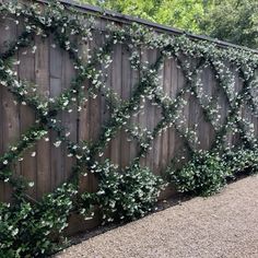 a wooden fence with vines growing on it