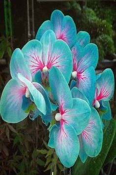 some blue and pink flowers are blooming together