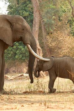 an adult elephant standing next to a baby elephant