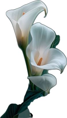 two white flowers with green leaves on a white background