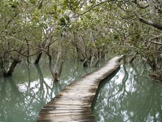 a wooden walkway in the middle of a body of water with trees lining both sides