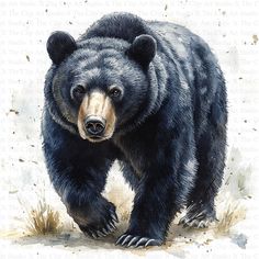 a painting of a black bear walking on the ground with grass and dirt around it