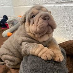 a large dog sitting on top of a stuffed animal