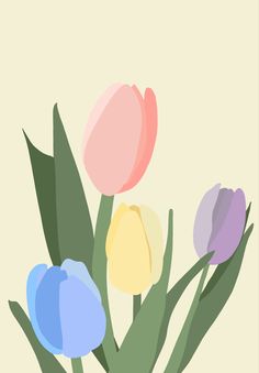 three colorful tulips in a vase on a light colored background with green leaves