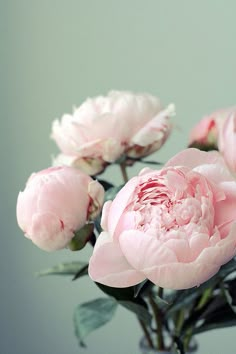 pink peonies are in a vase with water on the bottom and green leaves