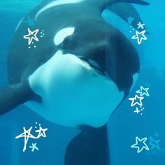 an orca swimming in the water with stars around it