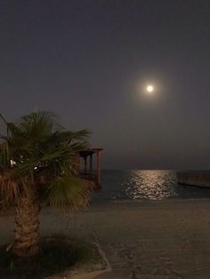 a palm tree on the beach at night with moon in sky and water behind it