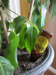 a beer bottle sitting on top of a potted plant