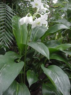 some white flowers and green leaves in the jungle