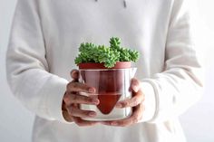 a person holding a small potted plant in their hands, while wearing a white sweater