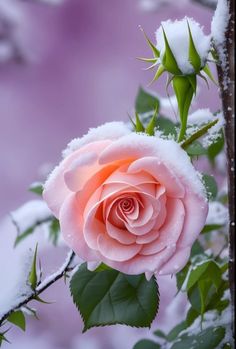 a pink rose with green leaves and snow on it