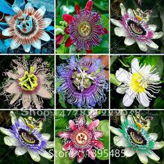 many different types of flowers are shown in this collage, each with an insect on it