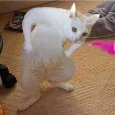 a white cat standing on its hind legs