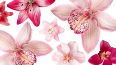 pink and white flowers on a white background