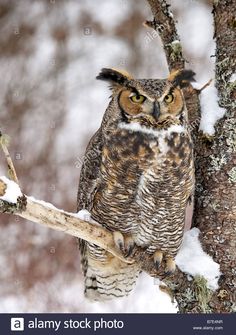 an owl perched on top of a tree branch in the snow with it's eyes wide open