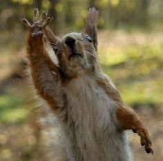 a squirrel that is standing up with its front paws in the air