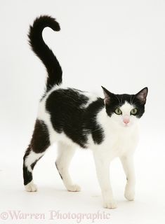 a black and white cat with green eyes on a white background looking at the camera