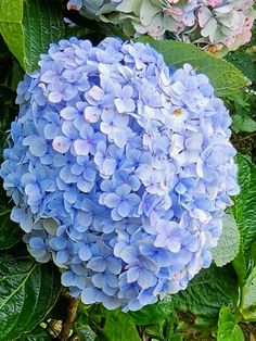 blue hydrangea flowers in the middle of green leaves