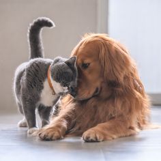 a cat and dog playing with each other on the floor