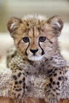 a small cheetah cub sitting on top of a blanket