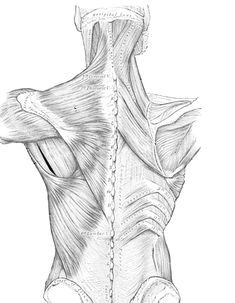 Muscles Of Back, Human Muscles, Muscles Of The Back, Anatomy Images, Foot Reflexology Massage, Upper Back Muscles, Massage Therapy Business, Drawing Legs, Reflexology Massage