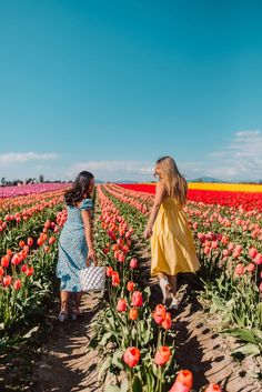 two girls walking through a field of tulips