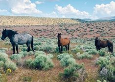 three horses standing in the middle of a field