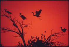 birds are silhouetted against an orange and red sky as they sit on branches in the foreground