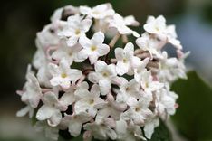 the white flowers are blooming on the tree