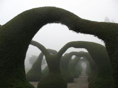 an image of a foggy park setting with trees and bushes in the foreground