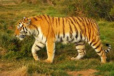 a large tiger walking across a lush green field