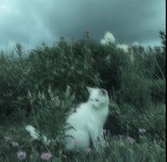 a white cat is sitting in the tall grass and looking off into the distance with an overcast sky behind it