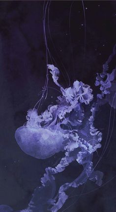 an image of jellyfish in the water with purple hues on its body and head