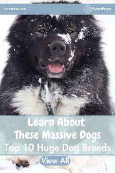 black and white really big dog sitting in the snow enjoying outdoor time Best Big Dog Breeds, Massive Dogs, Dog Top, Bear Dog