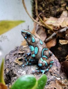 a blue and black frog sitting on top of a rock